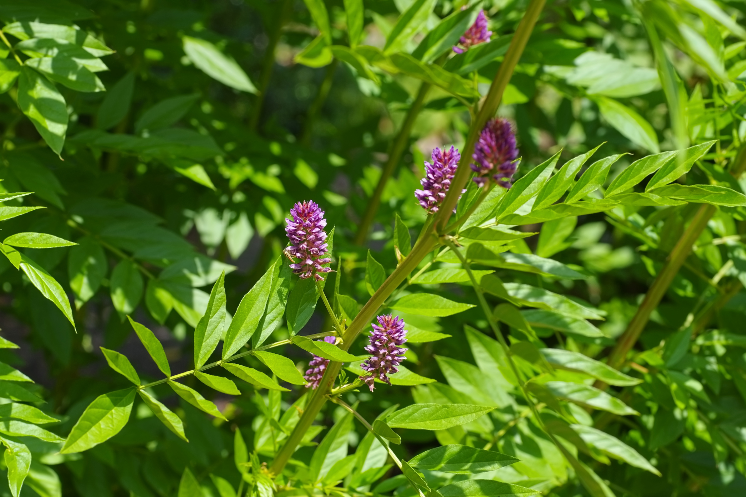 What is Licorice Root Extract?