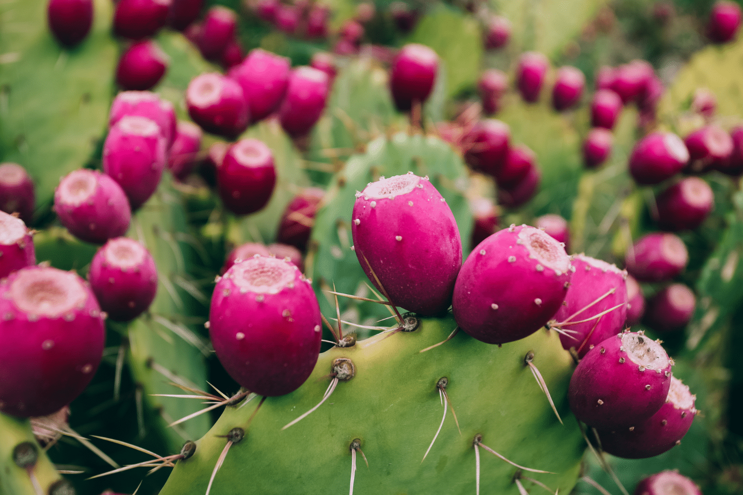 Prickly Pear for Skin: The Complete Guide