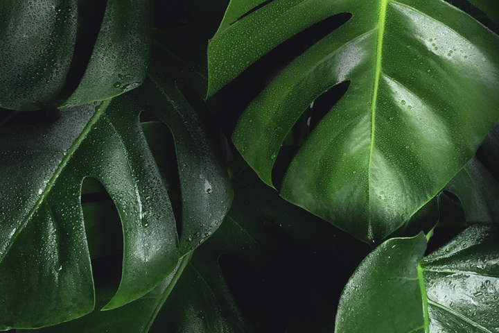 The Power of Plants in Skincare