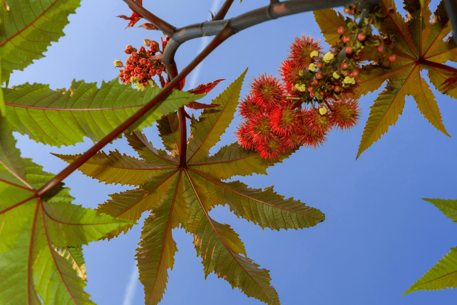 What Is Castor Oil?