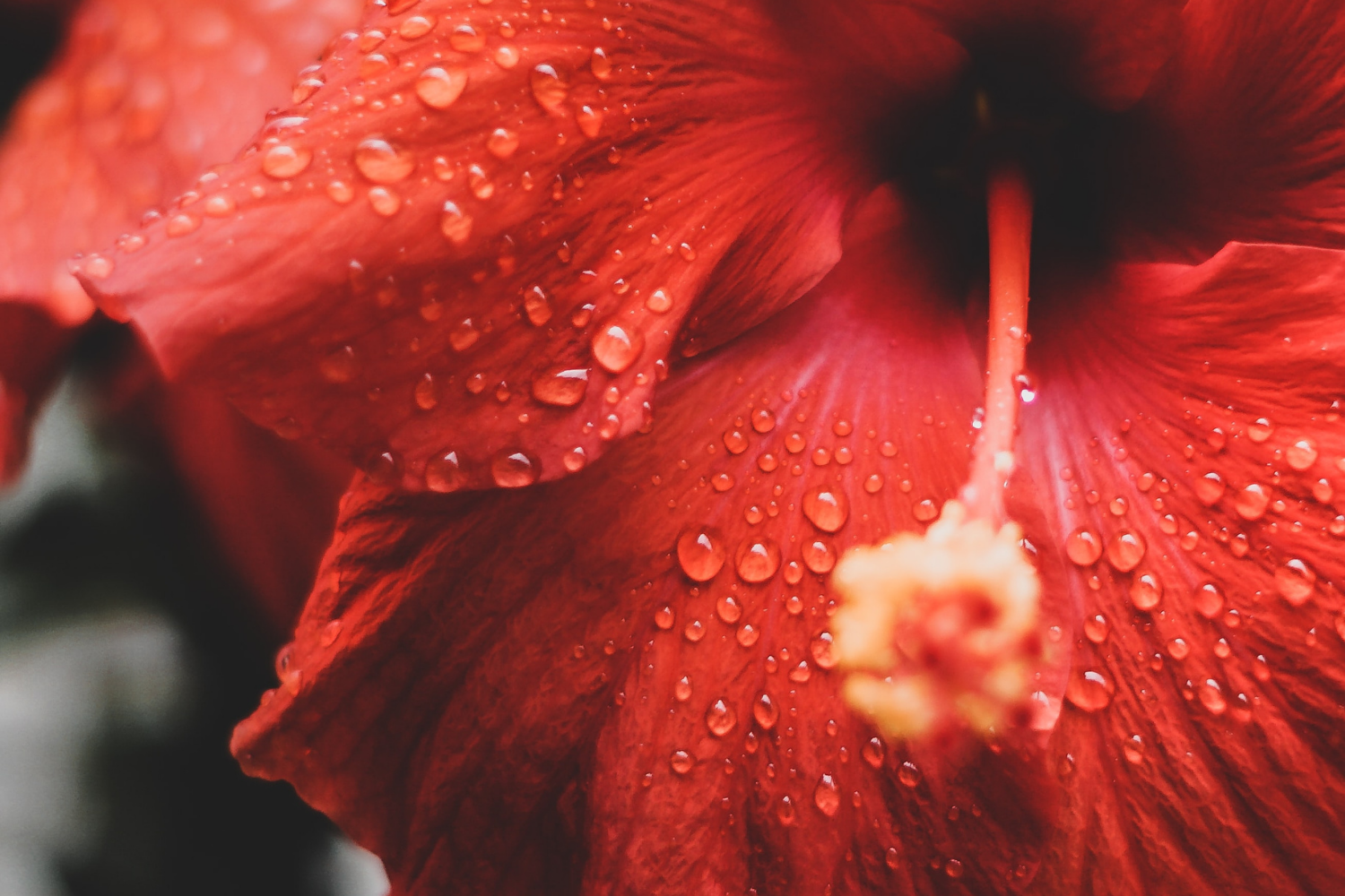 What is Hibiscus Oil?