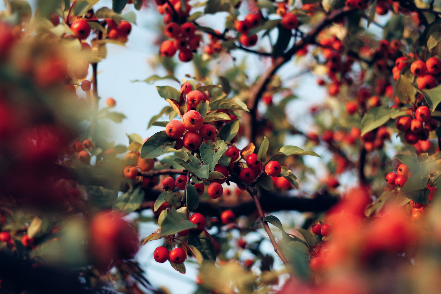Rosehip Oil for Your Face: The Ultimate Guide to Everything You Need to Know