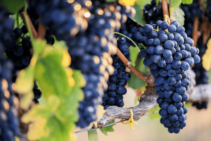 What Is Grape Seed Oil?