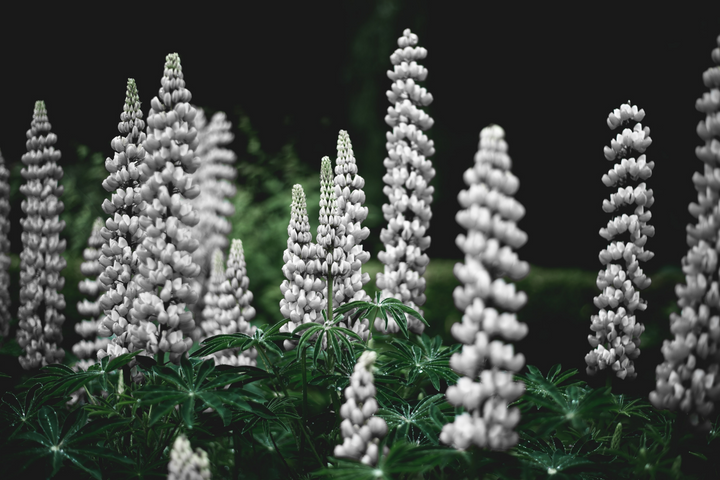 What is White Lupin Extract